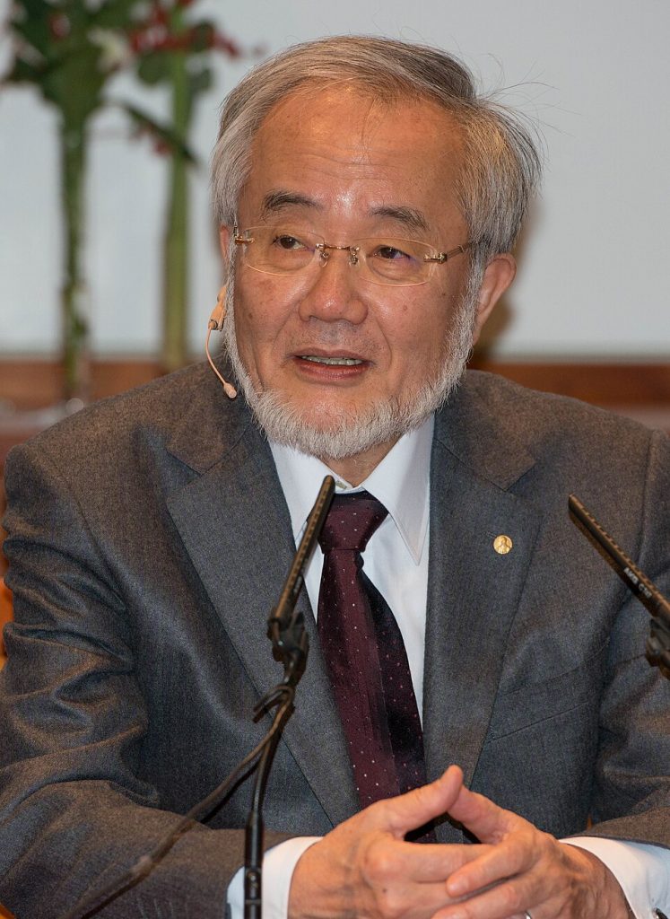autofagia ayuno intermitente el Premio Nobel de Medicina al científico Yoshinori Ohsumi en 2016. 